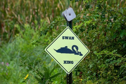 Berrien Springs, Michigan - A sign announces a swan crossing in a wetland area of rural Michigan