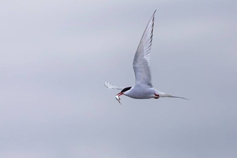 Arctic Arctic Tern (Sterna paradisaea) flying with fish in its beak, Terns (Sterninae),