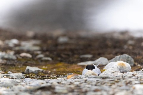 Arctic Arctic Tern (Sterna paradisaea) breeds in the gravel bed, Terns (Sterninae), Gravnesodden,