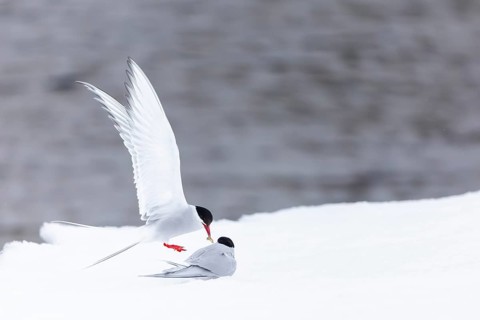 Arctic Arctic Tern (Sterna paradisaea), pair feeding, bridal gift, snow, Terns (Sterninae),