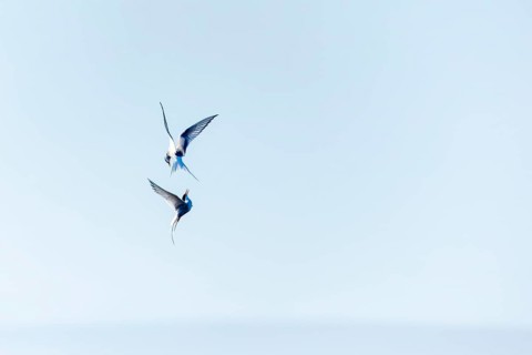 Two Arctic Terns (Sterna paradisaea) in flight, Terns (Sterninae), Longyearbyen, Spitsbergen,