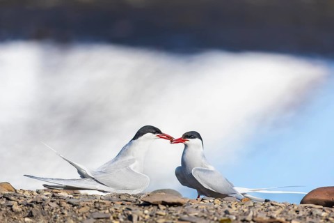 Arctic Arctic Tern (Sterna paradisaea), pair, food, nuptial gift, terns (Sterninae), gravel ground,