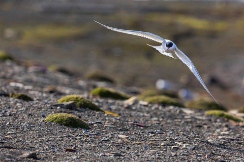 Arctic Arctic Tern (Sterna paradisaea) flying over land, Terns (Sterninae), Longyearbyen,