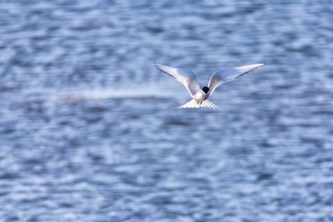 Arctic Arctic Tern (Sterna paradisaea) in shaking flight over water, Terns (Sterninae),