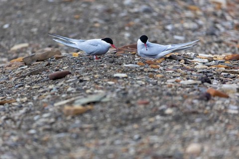 Arctic Arctic Tern (Sterna paradisaea) at the clutch, Terns (Sterninae), Longyearbyen, Spitsbergen,