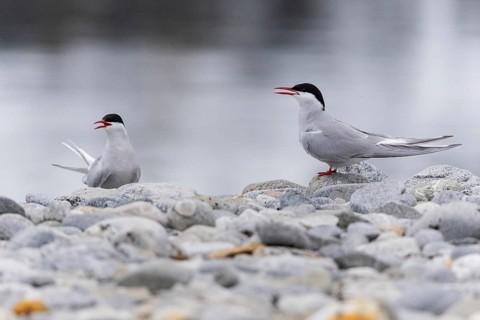 Arctic Arctic Tern (Sterna paradisaea), pair on gravel on the beach, Terns (Sterninae),