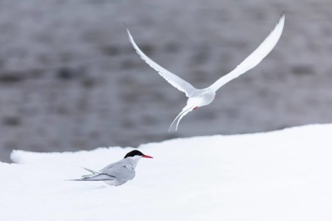 Arctic Arctic Tern (Sterna paradisaea) pair, Terns (Sterninae), Muchinsonfjord, Spitsbergen,