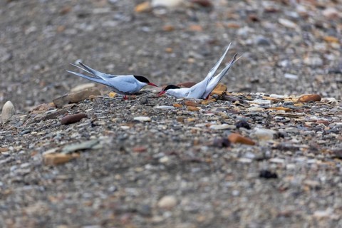 Arctic tern (Sterna paradisaea) building a breeding site, terns (Sterninae), gravel ground, rock,