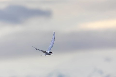 Arctic tern (Sterna paradisaea) in flight, fish in beak, terns (Sterninae), Longyearbyen,