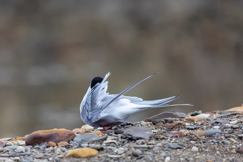 Arctic Arctic Tern (Sterna paradisaea) during plumage care, Terns (Sterninae), gravel ground, rock,