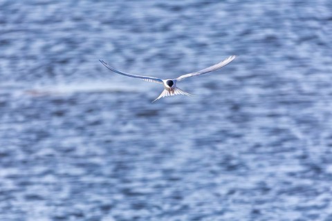 Arctic Arctic Tern (Sterna paradisaea) in a shaking flight to catch fish, Terns (Sterninae),