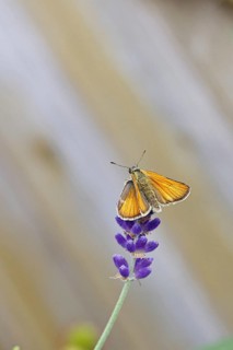 Large skipper (Ochlodes venatus), collecting nectar from a flower of Common lavender (Lavandula
