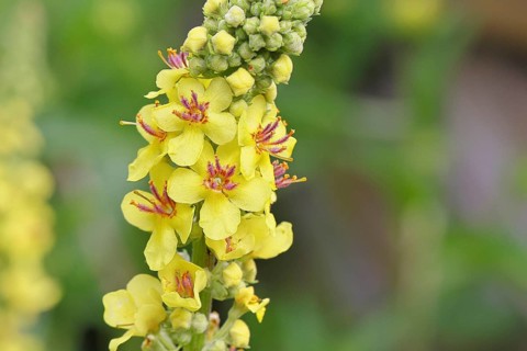 Dark mullein (Verbascum nigrum), flowers, inflorescence, in a natural garden, close-up, Wilnsdorf,
