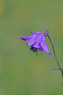 Columbine (Aquilegia vulgaris), blue flower at the edge of a forest, Wilnsdorf, North