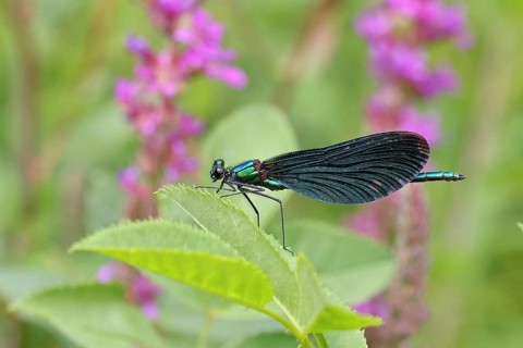 Blue-winged damselfly (Calopteryx virgo), male, on a leaf at a garden pond, close-up, Wilnsdorf,