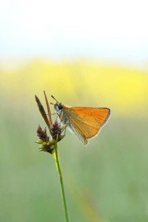 Large skipper (Ochlodes sylvanus, Augiades sylvanus), resting in the evening on a blade of grass in