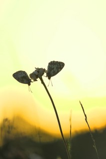 Checkerspot butterfly (Melanargia galathea), in the evening at sunset on a blade of grass in a