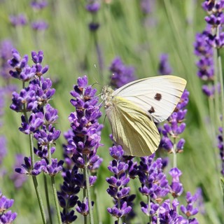 A Cabbage butterfly (Pieris brassicae) sucking nectar on the flower of true lavender (Lavandula