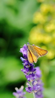 Large skipper (Ochlodes venatus), collecting nectar from a flower of Common lavender (Lavandula