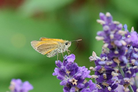Large skipper (Ochlodes venatus), collecting nectar from a flower of Common lavender (Lavandula