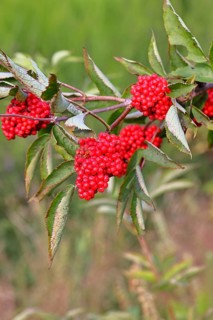 Red Elderberry (Sambucus racemosa), Grape Elderberry, Stag Elderberry, on a forest area destroyed