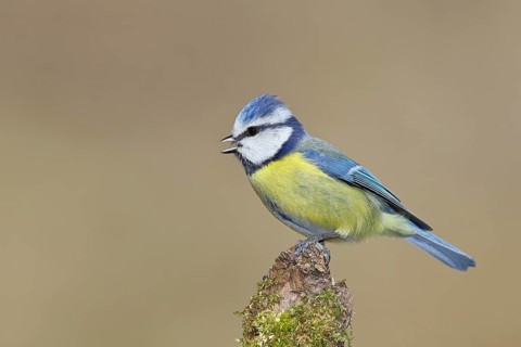 Blue tit (Parus caeruleus), sitting and singing on moss-covered dead wood, Wilnsdorf, North