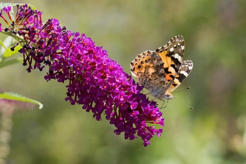 Thistle butterfly (Vanessa cardui, Cynthia cardui) on lush purple flowers (summer lilac, Buddleja