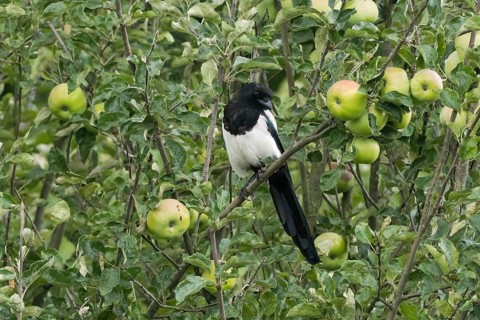 Magpie (Pica pica) sitting on a branch of an apple tree, surrounded by green leaves and unripe