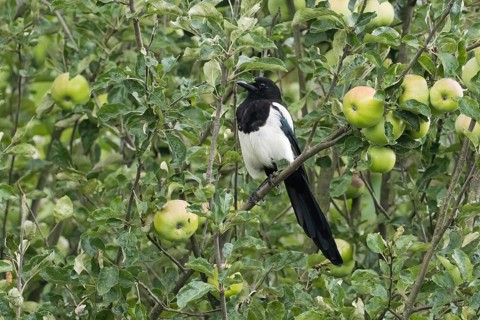 Magpie (Pica pica) sitting on a branch of an apple tree, surrounded by green leaves and unripe