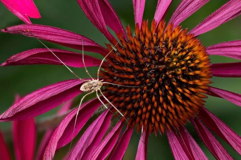 Weavers (Opiliones spec) on a flower of the purple coneflower (Echinacea purpurea), Hesse, Germany