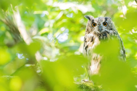 A long-eared owl (asio otus) peers intently through the dense foliage of the forest, Hesse, Germany