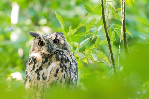 A long-eared owl (asio otus) stands in the green forest and looks through the foliage with wide