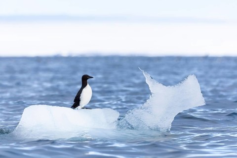 Thick-billed guillemot (Uria lomvia) on an ice floe, sea, water, alcids (Alcidae), Alkefjellet,
