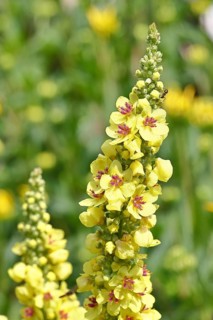 Dark mullein (Verbascum nigrum), flowers, inflorescences, in a natural garden, Wilnsdorf, North