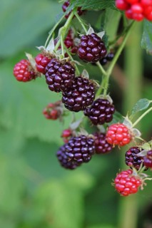 Blackberries (Rubus fruticosus), unripe and ripe fruit on a bush in a forest, Wilnsdorf, North