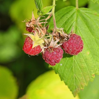 Wild raspberries (Rubus idaeus) ripe fruit on a vine in the forest, Wilnsdorf, North