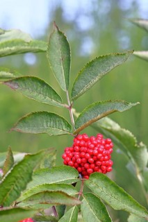 Red Elderberry (Sambucus racemosa), Grape Elderberry, Stag Elderberry, on a forest area destroyed
