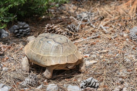 Common Tortoise (Testudo graeca) moving into the wood, Panormitis, Symi Island, Dodecanese Islands,