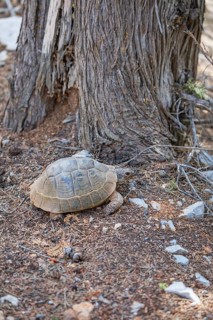 Common Tortoise (Testudo graeca) moving into the wood, Panormitis, Symi Island, Dodecanese Islands,