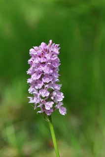 Moorland spotted orchid (Dactylorhiza maculata), inflorescence, close-up, Wilnsdorf, North