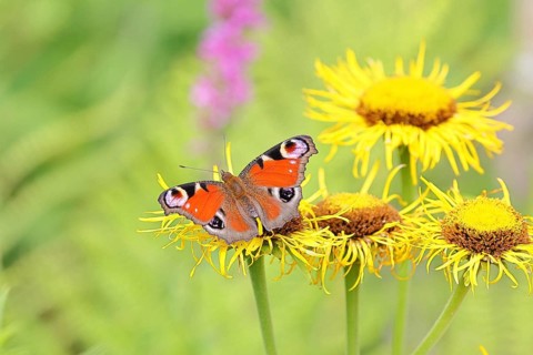 Peacock butterfly (Aglais io), on a yellow flower of a Great Telekie (Telekia speciosa), Wilnsdorf,