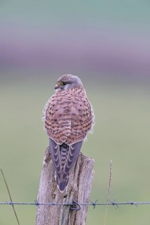 Kestrel (Falco tinnunculus), on a pasture fence post, Bieslicher Insel, Lower Rhine, North
