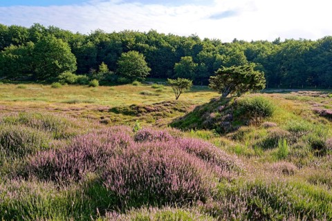 Ripple-crowned dune area in the Schleswig-Holstein municipality of Jörl. The nature reserve Düne am