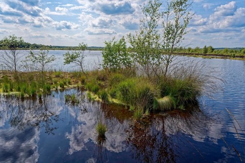 Water surface and marsh grass in Himmelmoor. Himmelmoor, the largest raised bog in