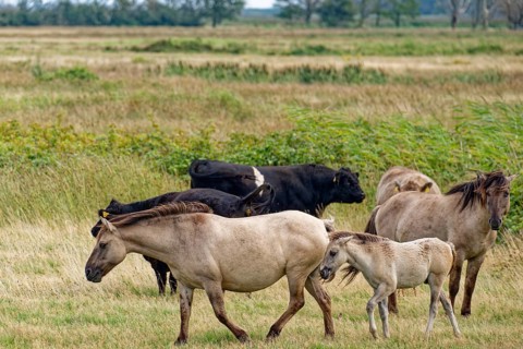 Wild Konik horses with foals and Highland cattle, Galloway, on the pastures of the Geltinger Birk