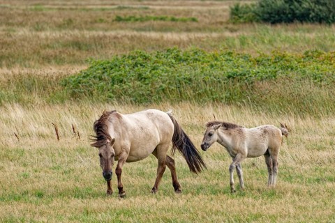 Wild horse of the Konik species with foal on the pastures of the Geltinger Birk nature reserve.