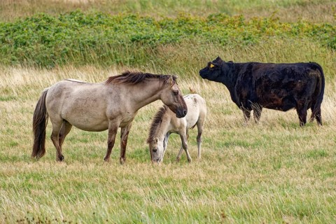 Wild horse of the Konik species with foal and Highland cattle, Galloway, on the pastures of the