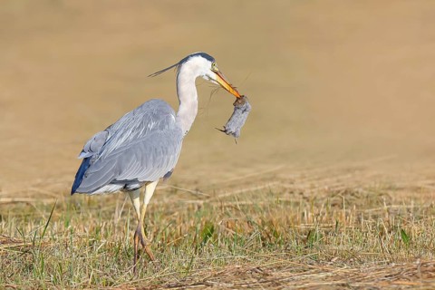 Grey heron (Ardea cinerea), standing with a captured field mouse (Microtus arvalis) in a mown