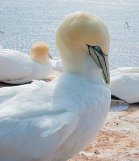 A gannet (Morus bassanus) (synonym: Sula bassana) relaxes and preens its plumage, open eye, large