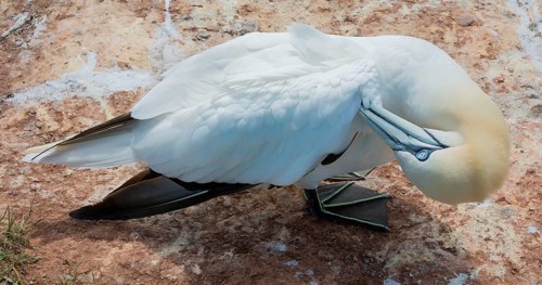 A gannet (Morus bassanus) (synonym: Sula bassana) relaxes and preens its plumage, feathers, head